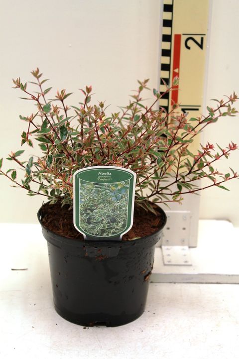 Abelia x grandiflora CONFETTI
