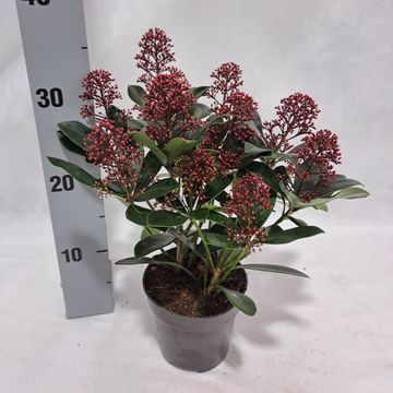 Skimmia japonica 'Rubella'