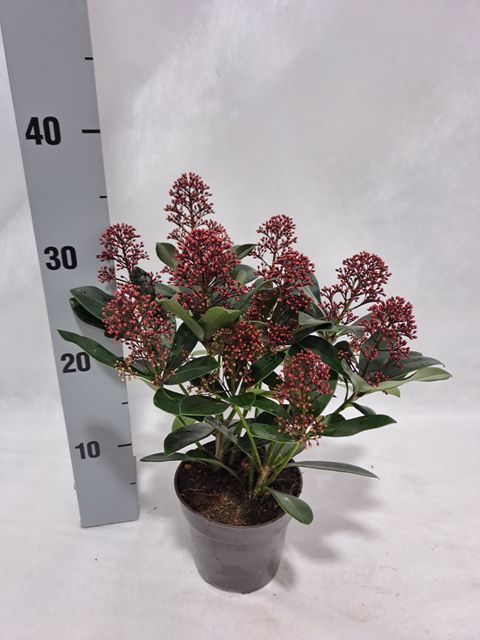 Skimmia japonica 'Rubella'