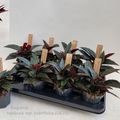 Begonia hatacoa RUBRIFOLIA