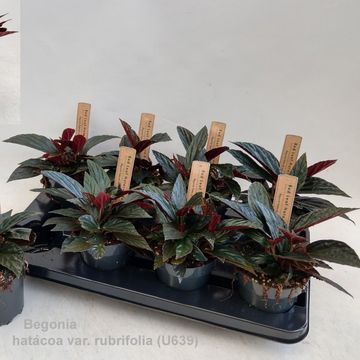 Begonia hatacoa RUBRIFOLIA