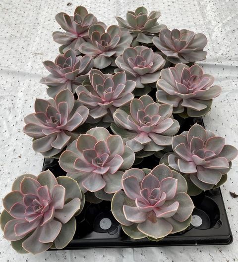 Echeveria 'Perle von Nürnberg'