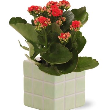 Composizione Kalanchoe