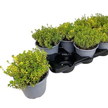 Thymus x citriodorus 'Aureus'
