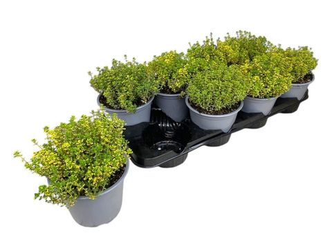 Thymus x citriodorus 'Aureus'
