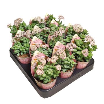 Crassula rupestris