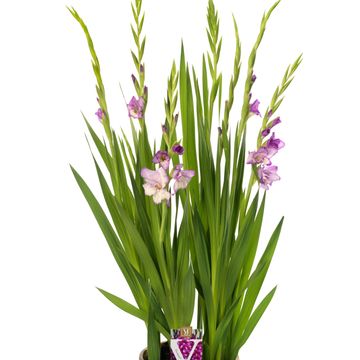 Gladiolus GLAMINI NAOMI