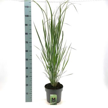 Panicum virgatum 'Northwind'