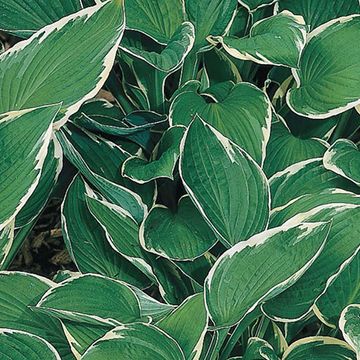 Hosta 'Francee'