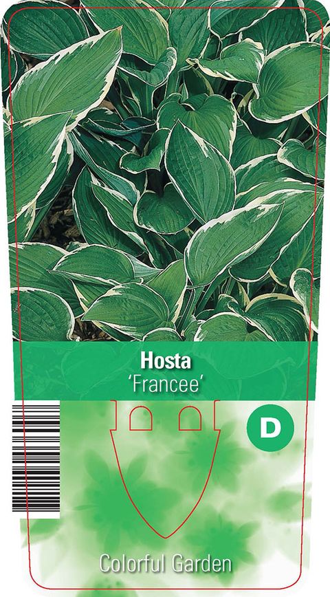 Hosta 'Francee'