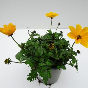 Bidens ferulifolia GOLDEN EMPIRE