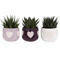 Succulents MIX