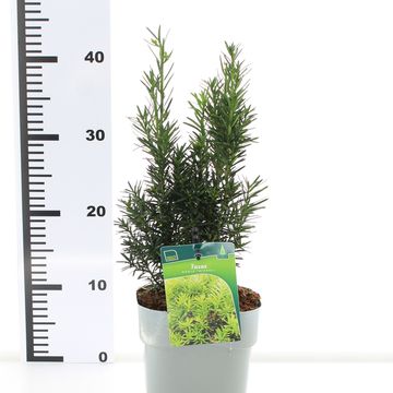 Taxus x media 'Hicksii'