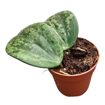 Hoya latifolia Silver Splash