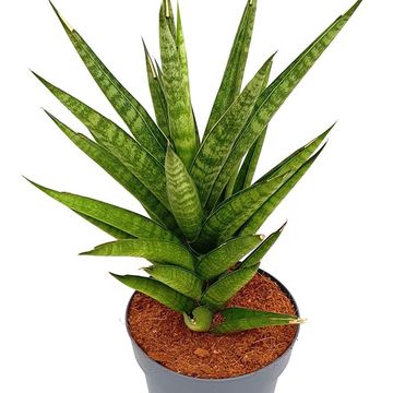 Sansevieria 'Tough Lady'