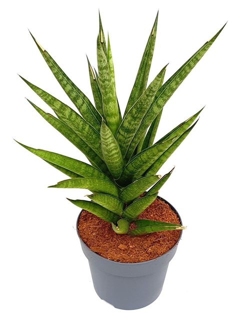 Sansevieria 'Tough Lady'