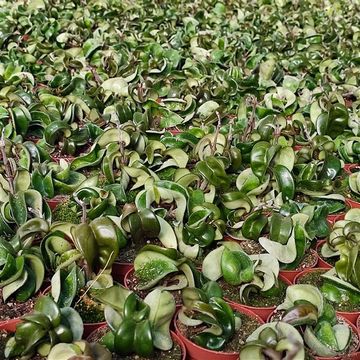 Hoya carnosa 'Compacta'