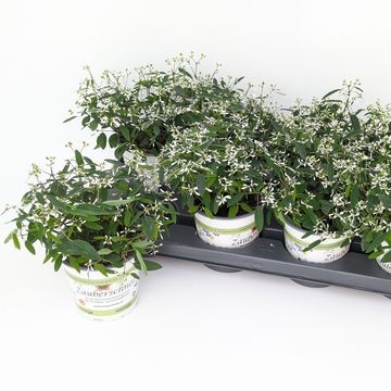 Euphorbia hypericifolia DIAMOND FROST