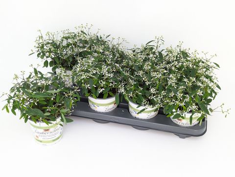 Euphorbia hypericifolia DIAMOND FROST