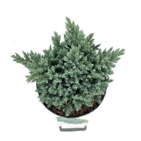 Juniperus squamata 'Blue Star' — Plant Wholesale FlorAccess