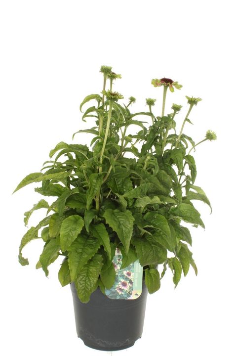 Echinacea purpurea 'Green Twister'