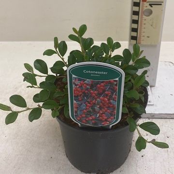 Cotoneaster dammeri