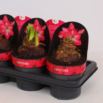 Hippeastrum 'Exposure'