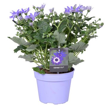 Перикаллис SENETTI MIX