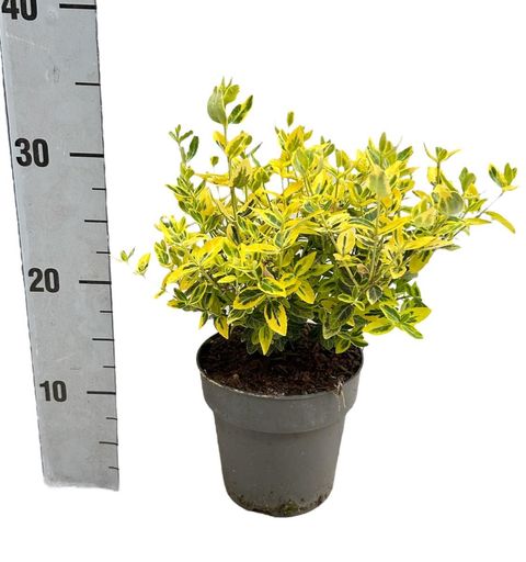 Euonymus fortunei 'Emerald 'n' Gold'