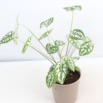 Caladium humboldtii