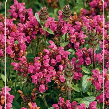 Prunella grandiflora 'Rubra'