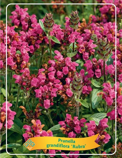 Prunella grandiflora 'Rubra'