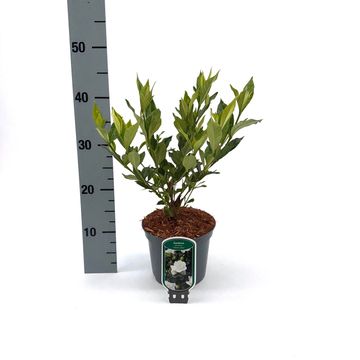 Gardenia jasminoides 'Crown Jewel'