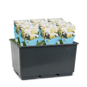 Aponogeton distachyos