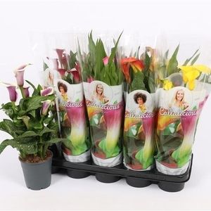 Zantedeschia MIX (Vreugdenhil Bulbs & Plants)