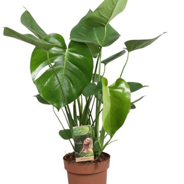 Monstera deliciosa