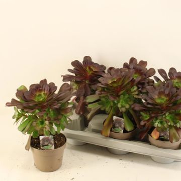 Aeonium arboreum
