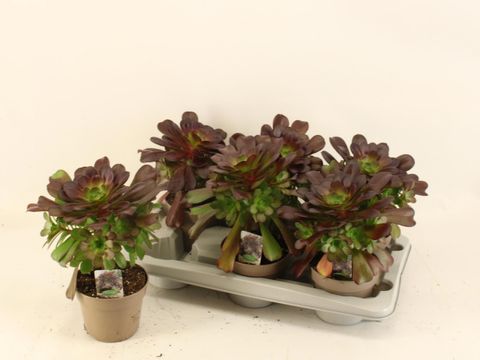 Aeonium arboreum