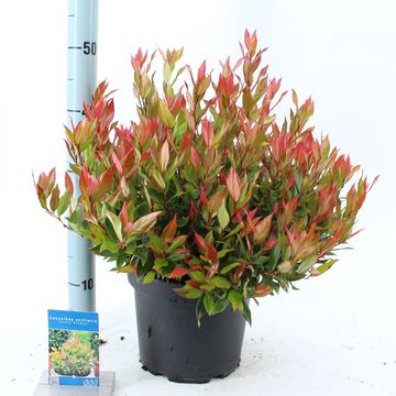 Leucothoe 'Little Flames'