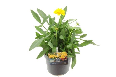 Coreopsis grandiflora 'Early Sunrise'