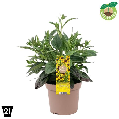 Rudbeckia fulgida 'Little Goldstar'