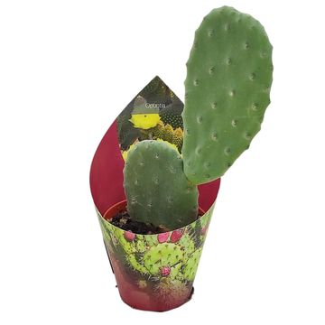 Opuntia tomentosa