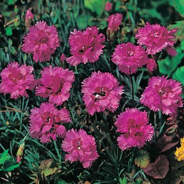 Dianthus 'Maggie'