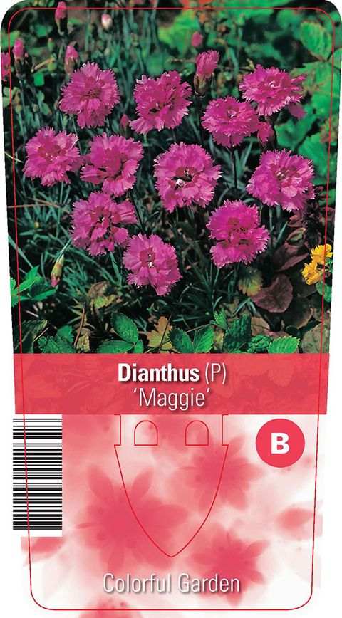 Dianthus 'Maggie'