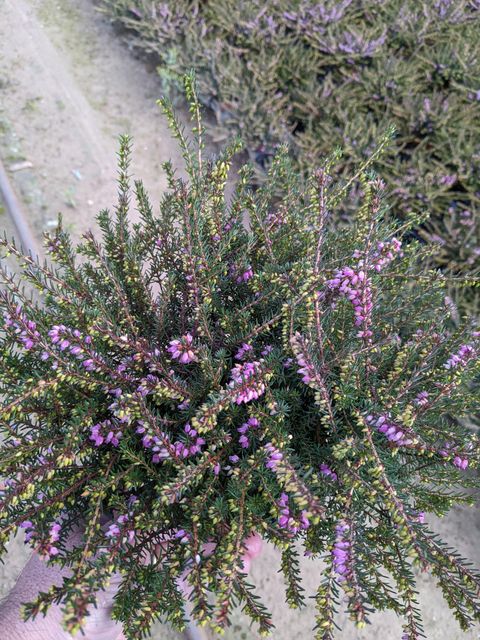 Erica x darleyensis 'Kramer's Rote'