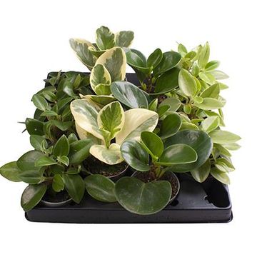 Peperomia MIX