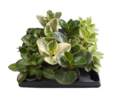 Peperomia MIX