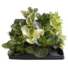 Peperomia MIX