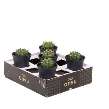 Gymnocalycium FROGGY