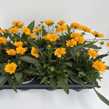 Coreopsis grandiflora 'Presto'